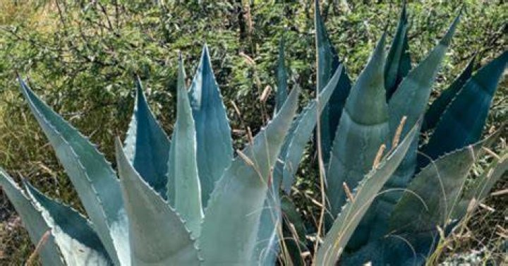 Are agave considered cactus