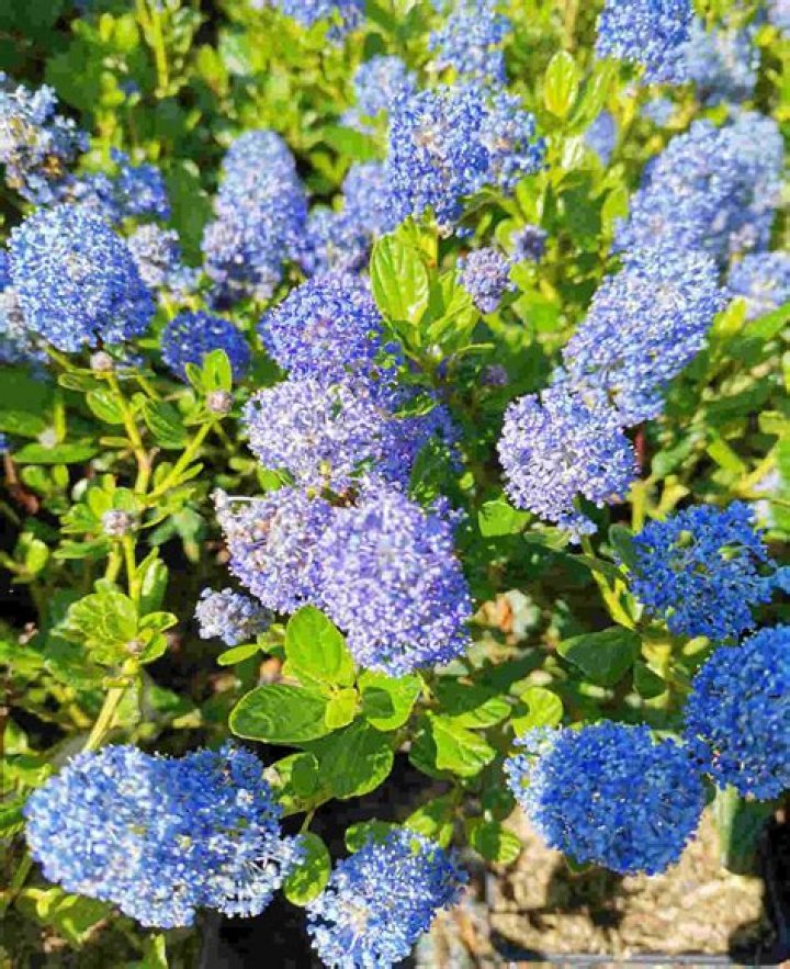 Are all ceanothus evergreen
