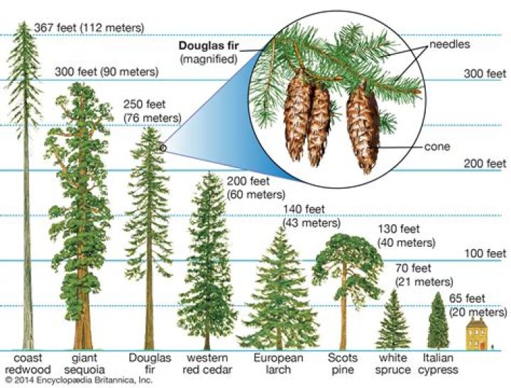 Are all conifers cone shaped