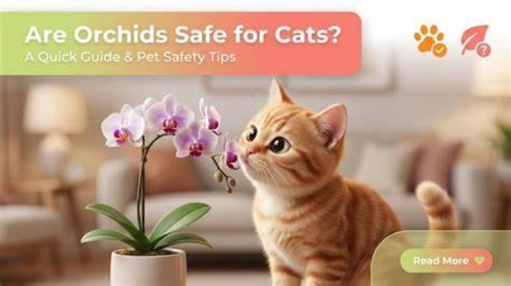 Are all orchids safe for cats