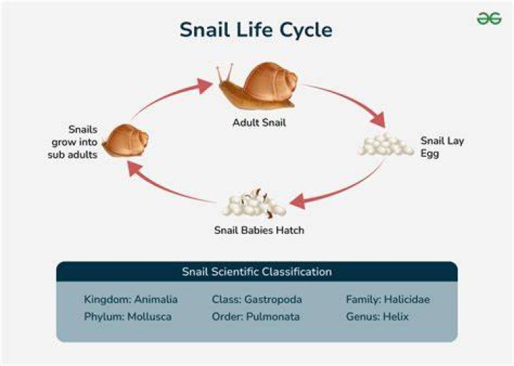 Are apple snail eggs edible