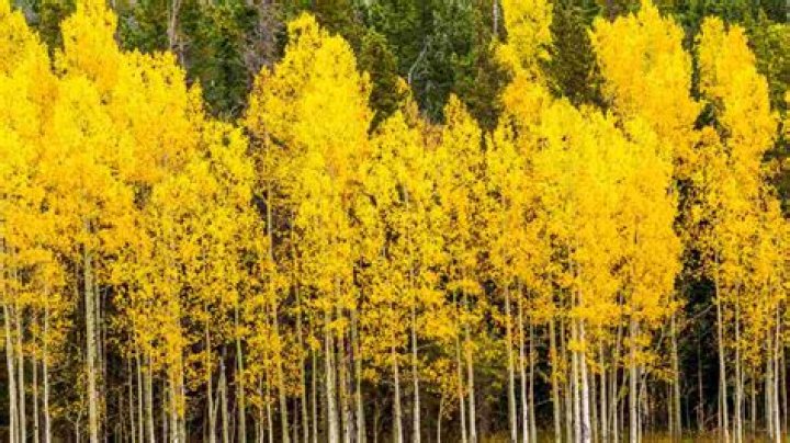 Are aspen trees really trees