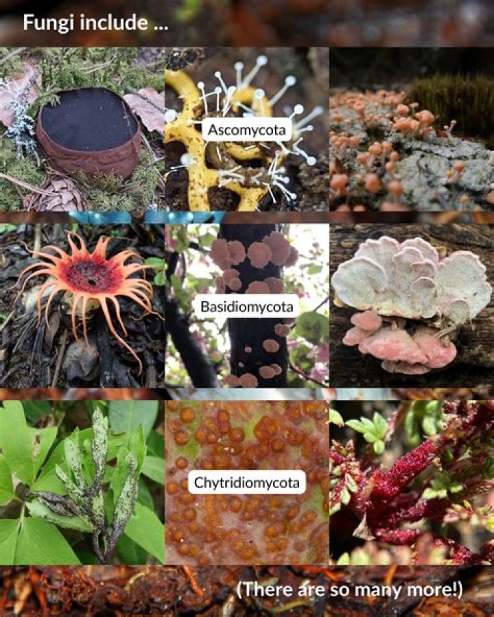Are Basidiomycota dangerous