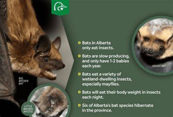 Are bats good to keep around