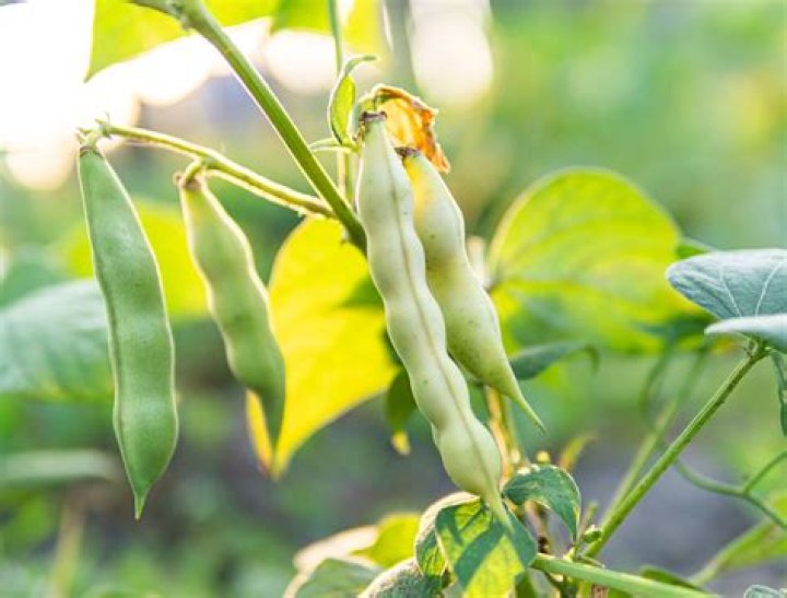Are beans cool weather crops