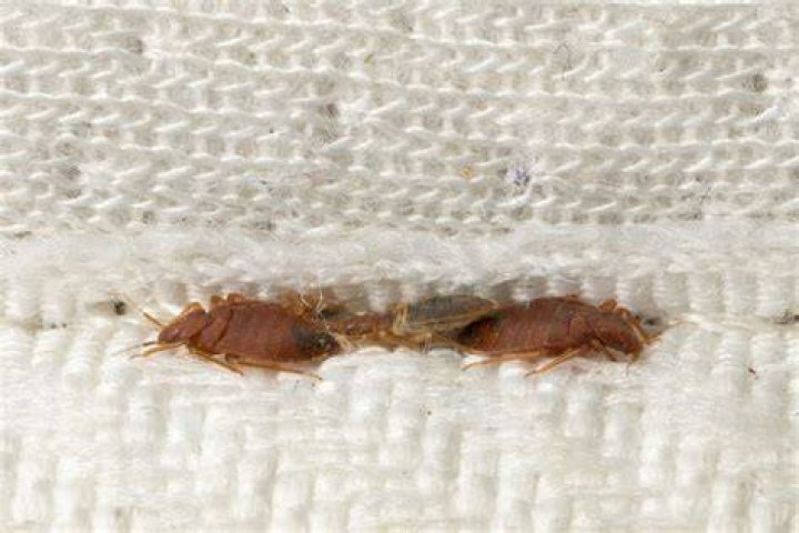 Are Bed Bugs considered mites