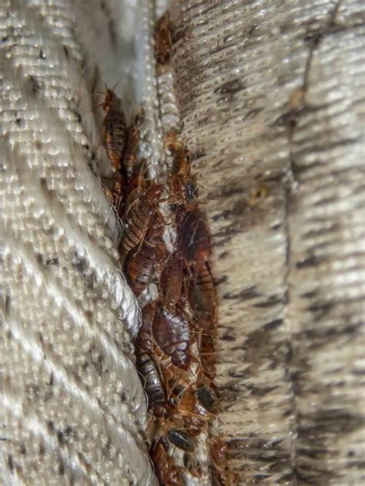 Are bed bugs harmful to cats
