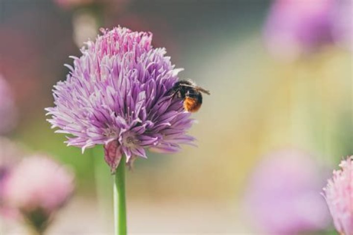 Are bees really disappearing
