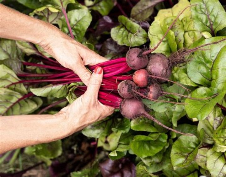 Are beets and chard the same