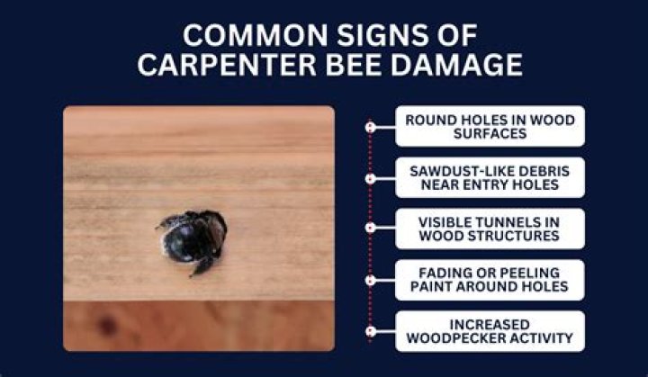 Are carpenter bees a problem