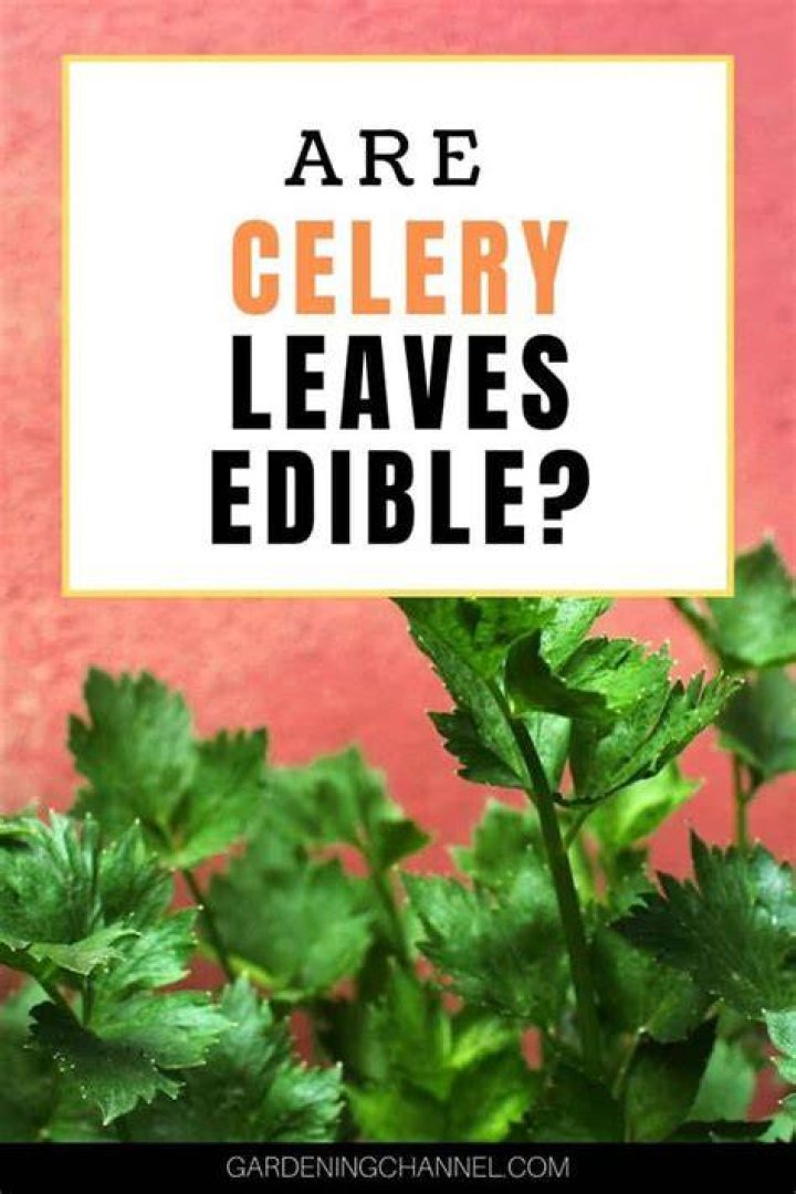 Are celery leaves poisonous