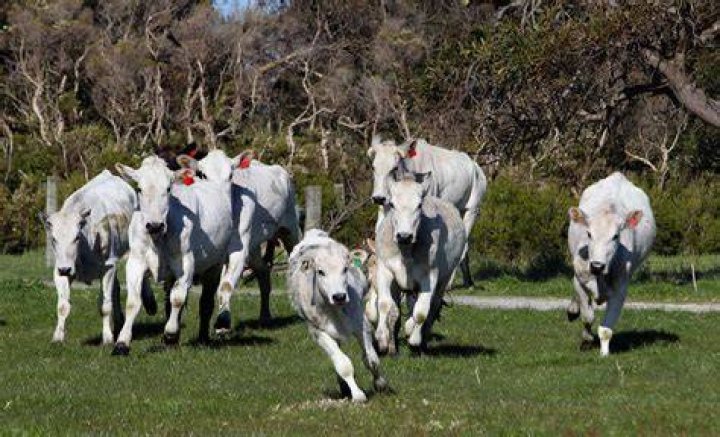 Are Chianina cows aggressive