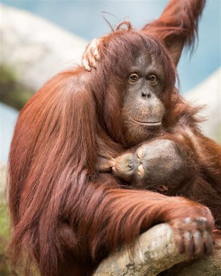 Are chimps sexually dimorphic