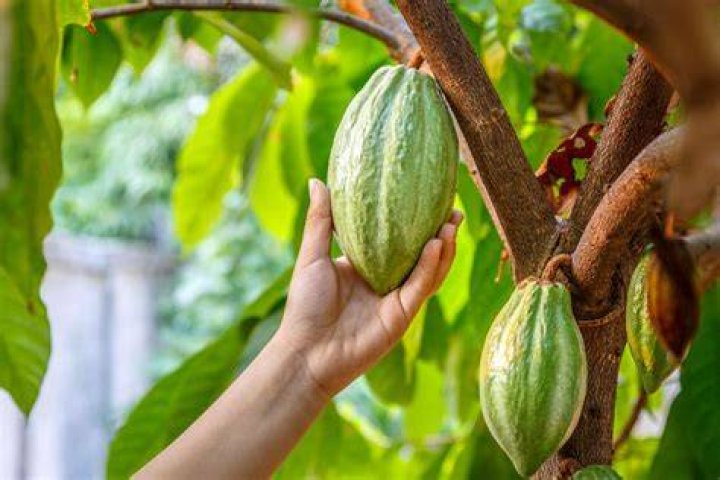 Are cocoa beans really beans