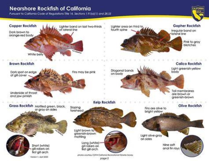 Are cod and rockfish similar