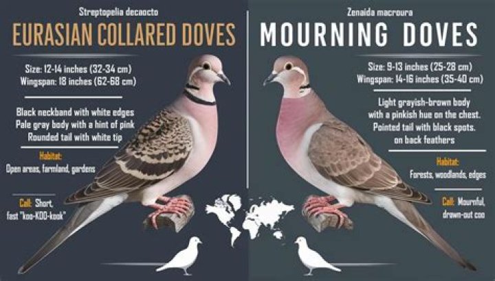 Are collared doves monogamous