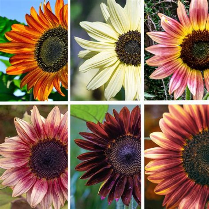 Are colored sunflowers real