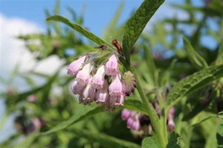 Are comfrey plants perennials