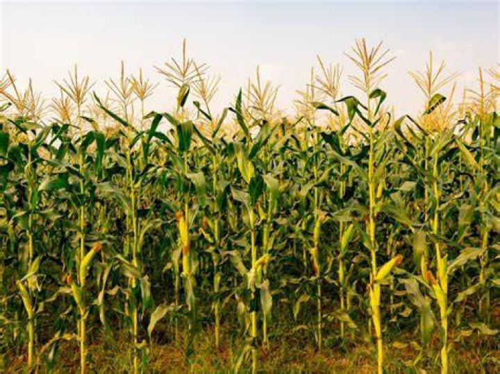Are corn cobs good for soil