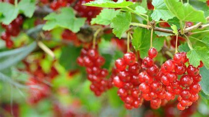 Are currants high in pectin