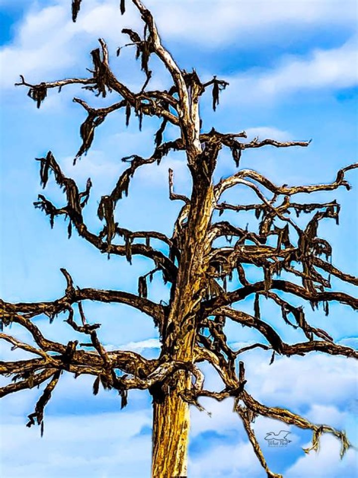 Are dead trees worth anything