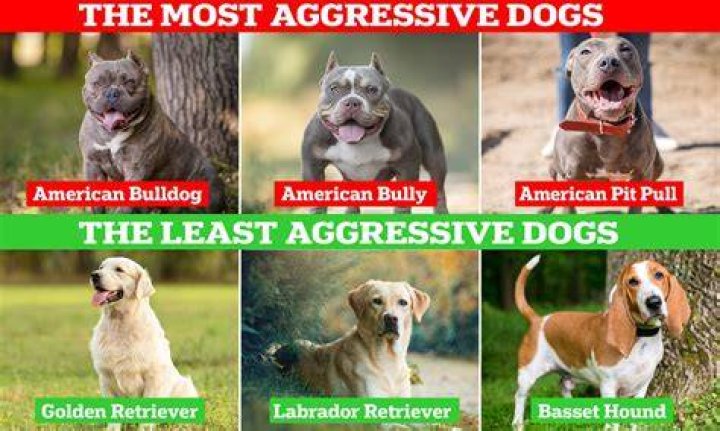 Are Dominant dogs aggressive