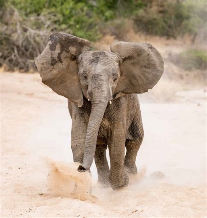 Are elephants vocal learners