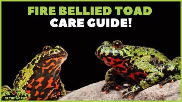 Are fire bellied toads social
