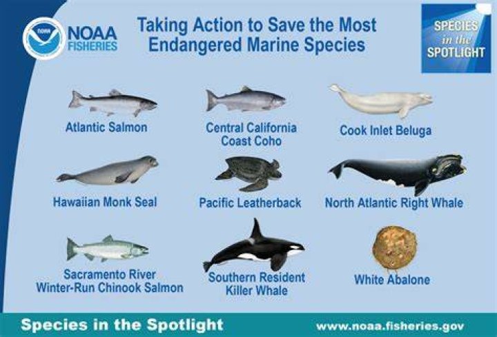 Are fish endangered animals