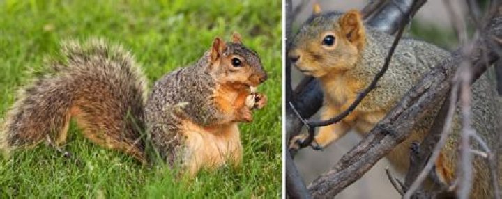 Are fox squirrels aggressive