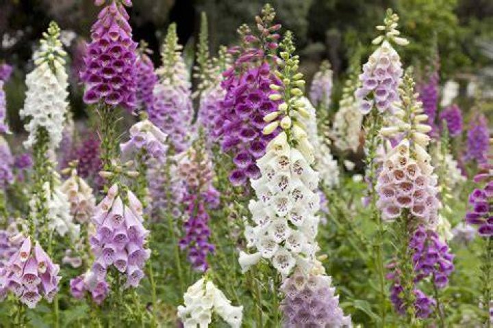 Are foxgloves deer-resistant