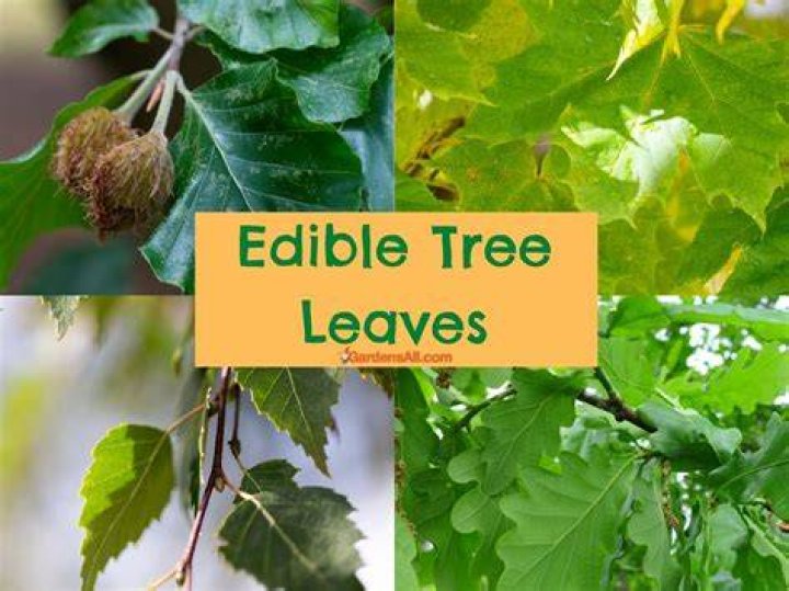 Are fruit tree leaves edible