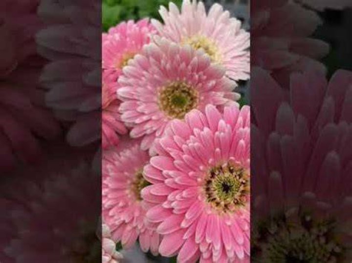 Are gerbera daisies expensive