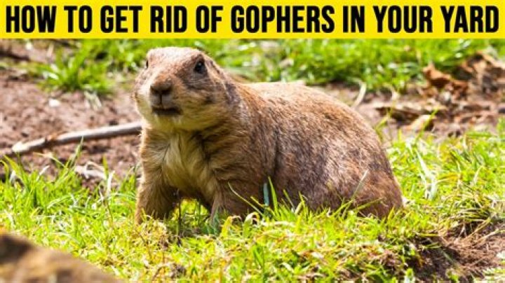 Are Gophers bad for your yard