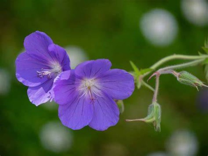 Are hardy geraniums invasive