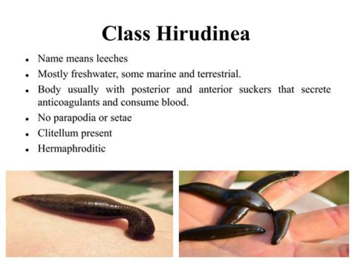 Are Hirudinea hermaphroditic