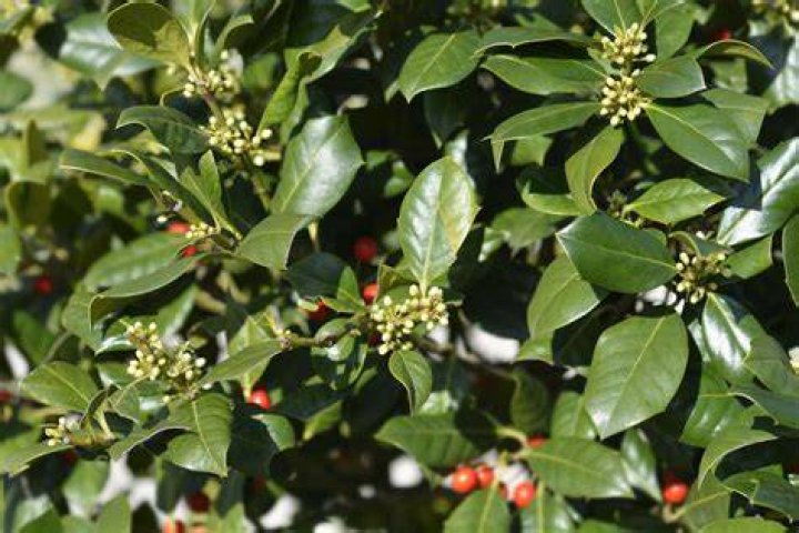 Are holly trees fast growing