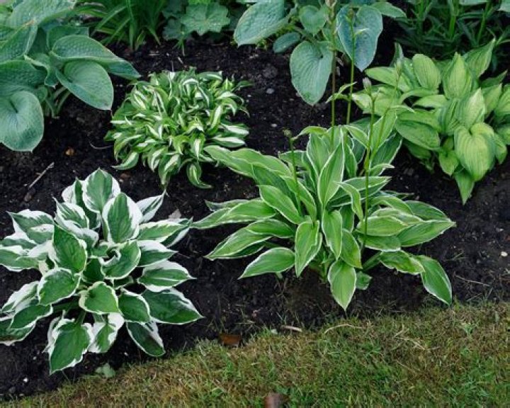 Are hostas easy to maintain