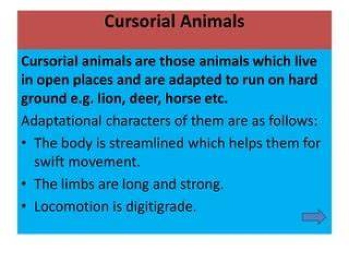 Are humans cursorial animals