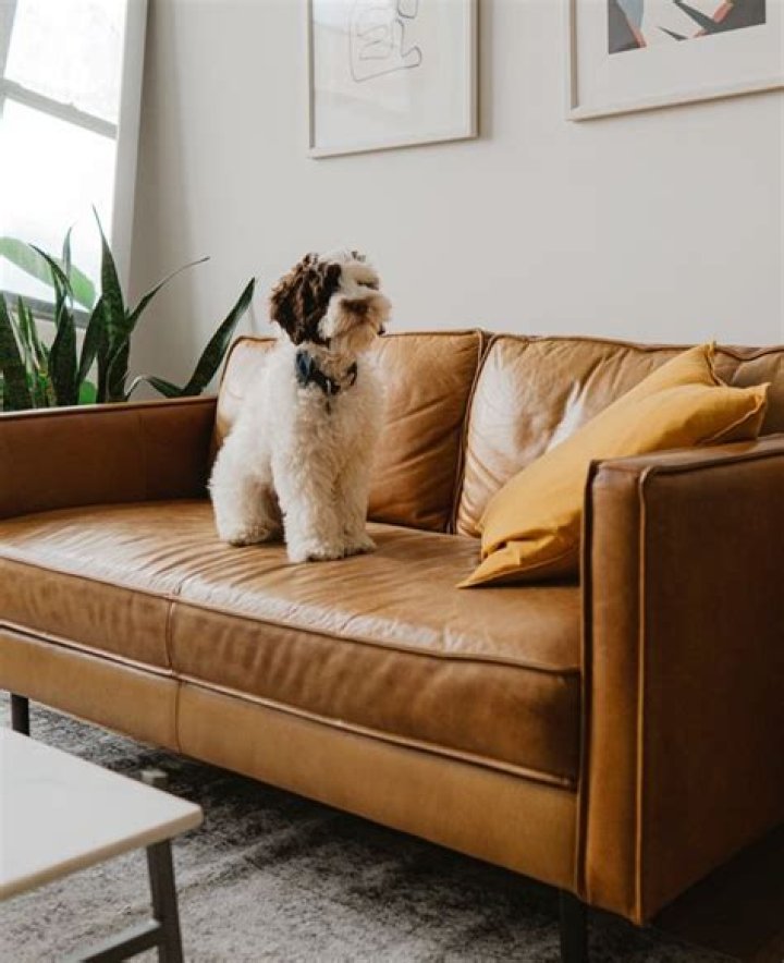 Are Ikea sofas pet friendly