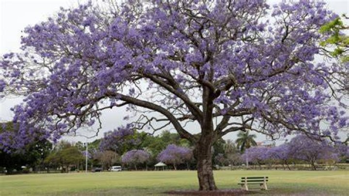 Are jacaranda trees invasive