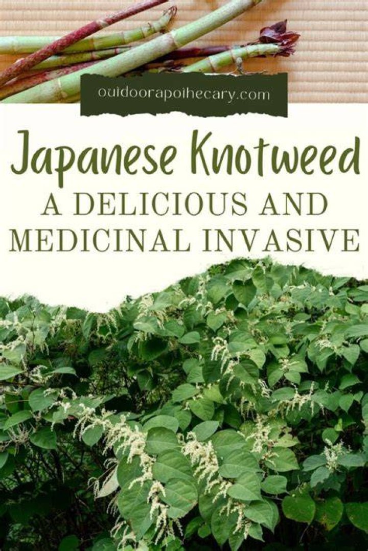 Are Japanese cedars invasive