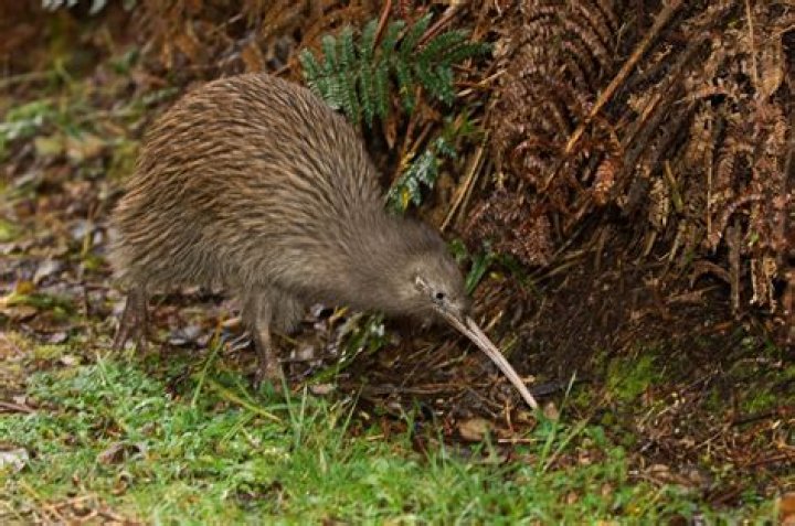 Are Kiwi birds going extinct