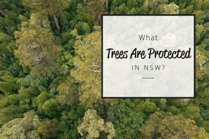 Are Kurrajong trees protected