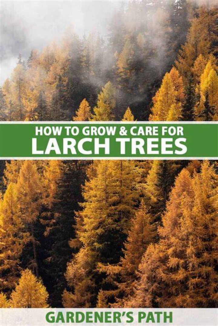Are larch trees fast growing