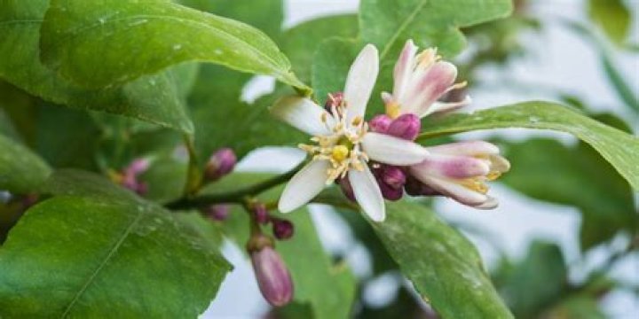 Are lemon tree flowers edible