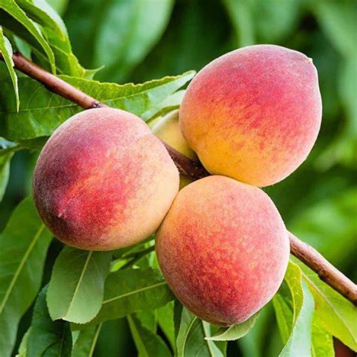 Are Loring peaches Freestone