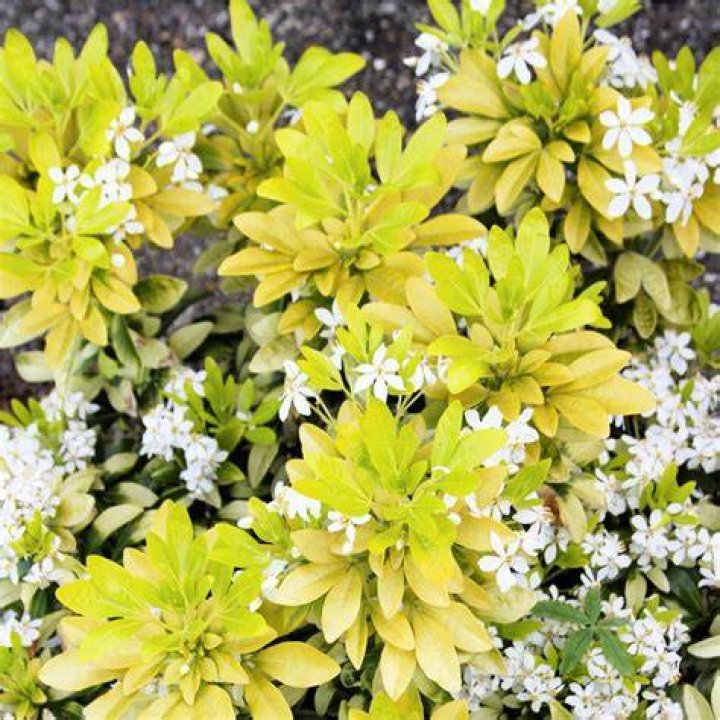 Are Mexican orange evergreen