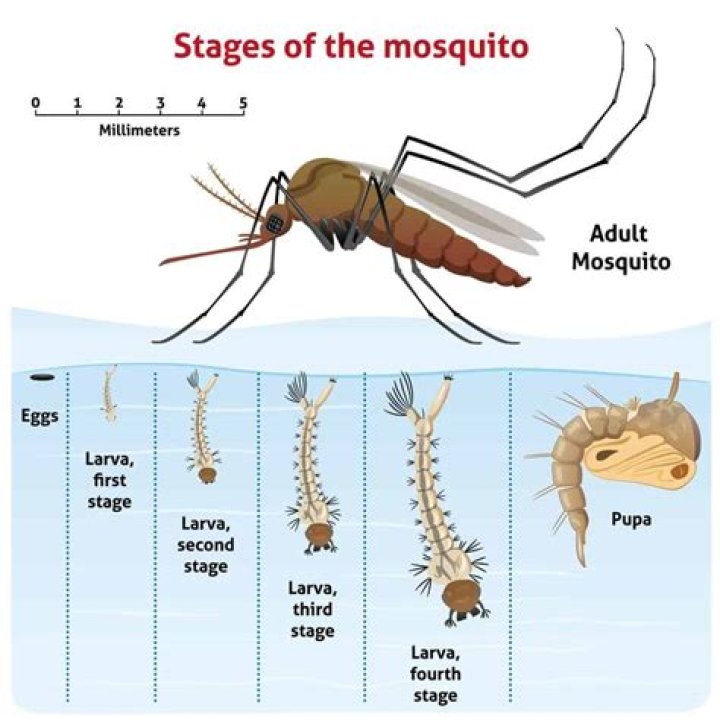 Are mosquito larvae dangerous