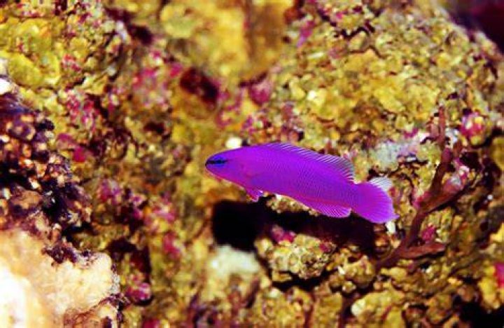 Are neon Dottyback reef safe